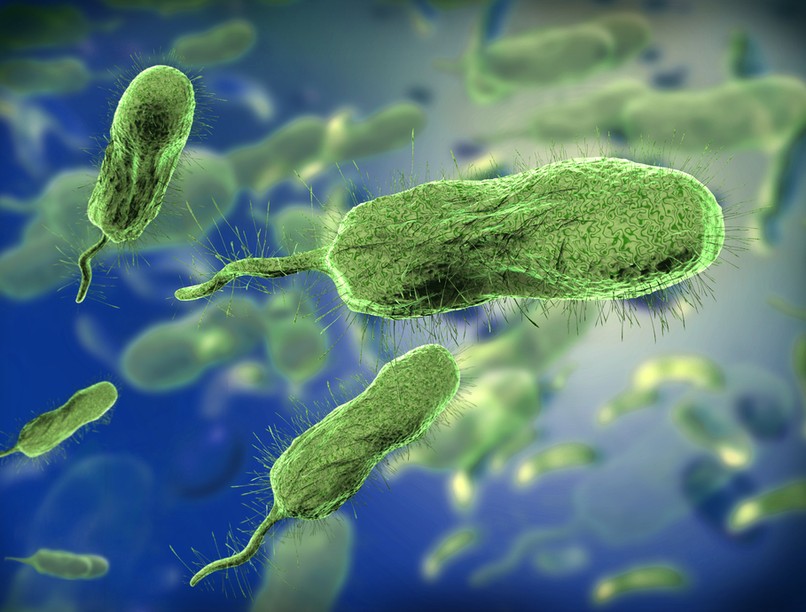 Vibrio vulnificus húsevő baktérium fertőzés