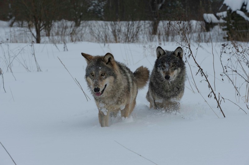 Radioaktív túlélők? Mit tanulhatunk a csernobili farkasoktól 40 évvel a katasztrófa után