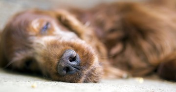  Mikor érdemes elaltatni a kutyát? – A legnehezebb döntés felelős gazdiknak 