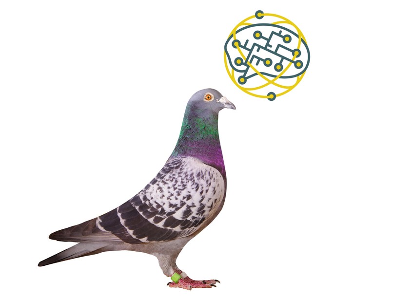 mesterséges intelligencia, AI, MI, galamb