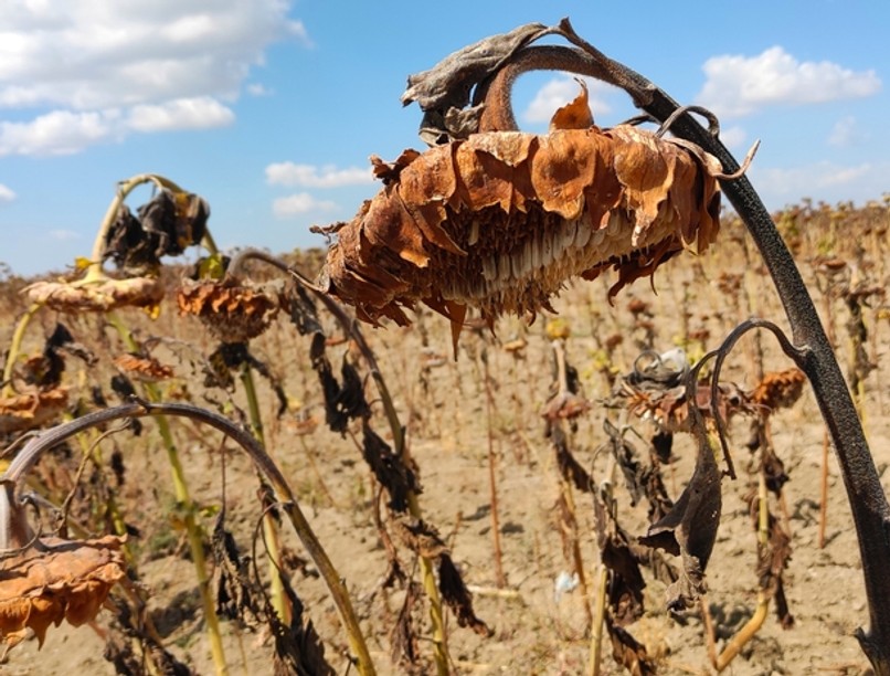 aszály, nyár, hőség, kánikula