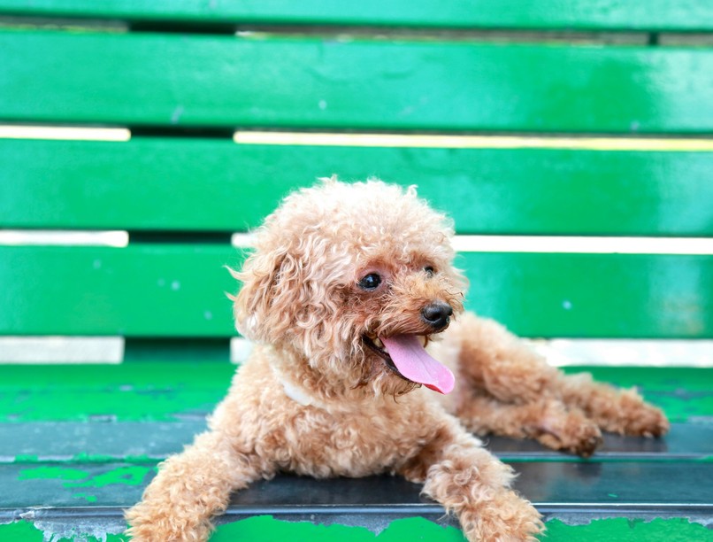 hőguta, kutya, nyár