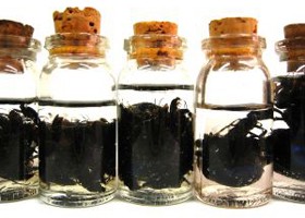 Filariázis (fonalféreg-betegség)