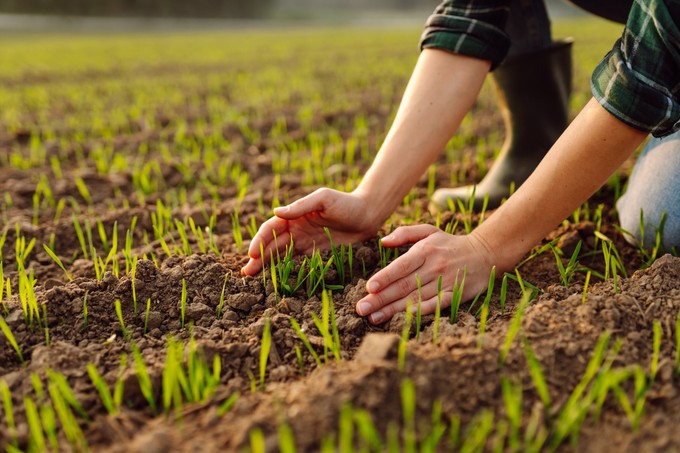 Rejtett veszély a földben: így jutnak gyógyszermaradványok a talajba című cikk nyitóképe