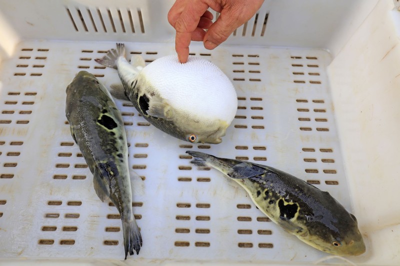 Ugyanaz a méreg van bennük, mégis csak az egyiket eszik meg – ezért különleges a japán fugu