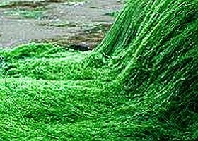 A legjobb vérpótló szer