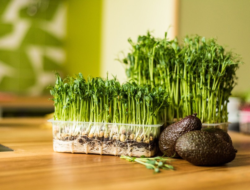 rákmegelőző növény fitovegyületek