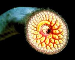 Jövő, vagy jelen? Apró robotok a szervezetünkben...