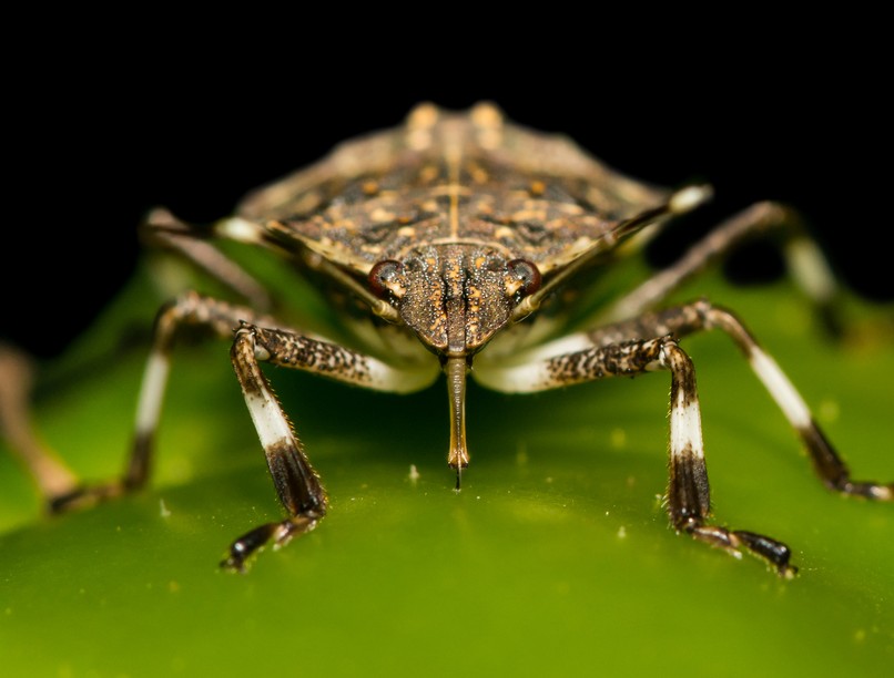 poloska, poloska ellen, kert, permet