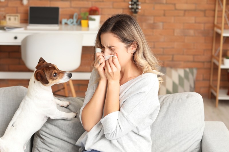 Miért erősödhetnek tavasszal az állatszőr allergiás panaszok?