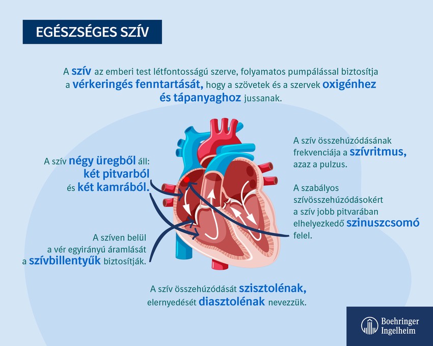 A betegség idült formájában a tünetek lassan alakulnak ki, és fokozatosan súlyosbodnak. A szívelégtelenség a szív bal, illetve jobb felét érintheti, de előfordulhat, hogy mind a két szívfél elégtelenül működik.