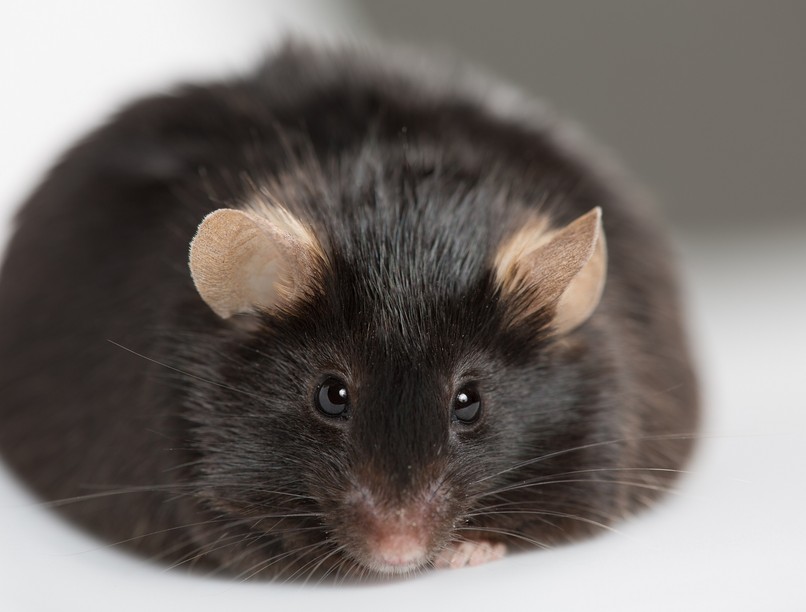 túlsúly rák kutatás egér kísérlet