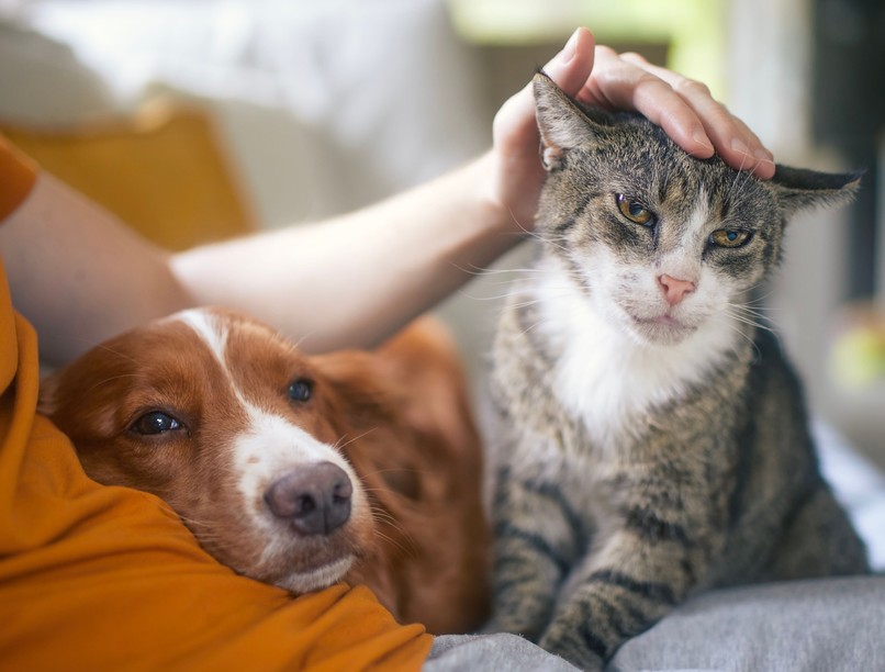 mentők, házi kedvenc, kisállat