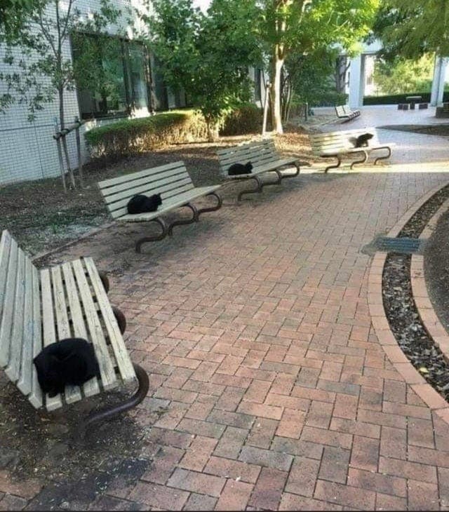 Egy fehér pad, egy fekete cica - a szigor az szigor