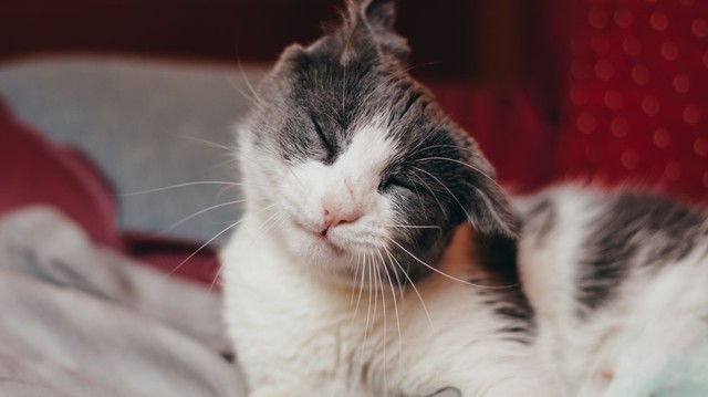 Miért rázza a fejét a macskám? Ezek a leggyakoribb okok