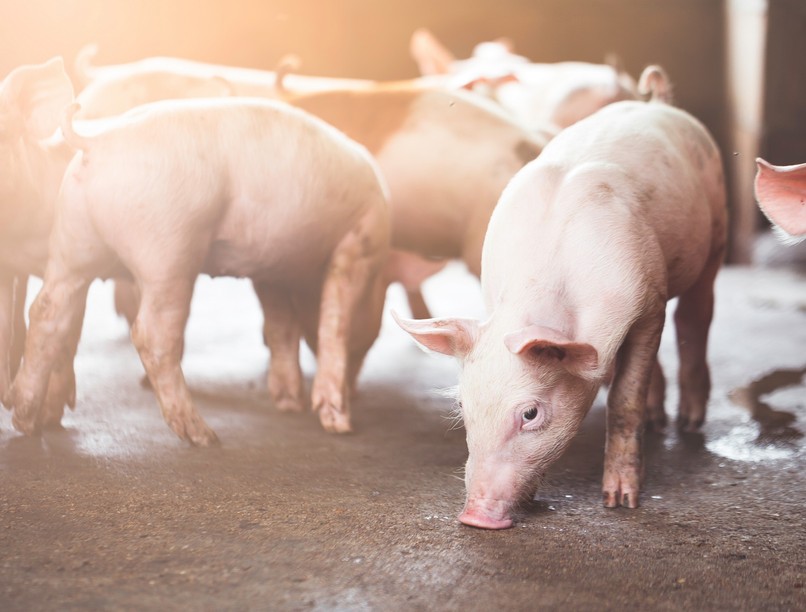 Sertés vírusfertőzés új terápiás eljárás SZTE