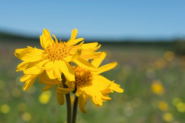 Árnika: sokoldalú gyógynövény zúzódásokra, ízületi fájdalmakra