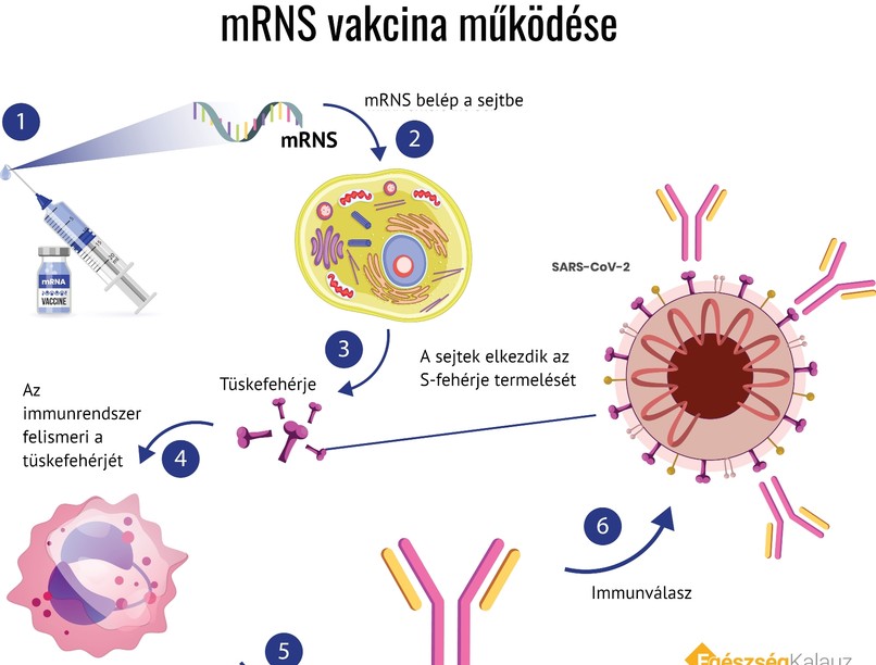 mRNS vakcina működese - EgészségKalauz