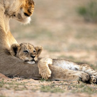 Eddig azt hitte, pacsirta típus? Pedig lehet, hogy oroszlán – így derítheti ki! című cikk nyitóképe