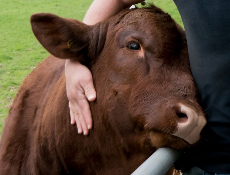 terápiás állatok, ölelés, szorongás kezelés, tehenek