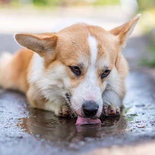 Ezért ne engedje, hogy kutyája pocsolyából igyon – akár az életébe is kerülhet! című cikk nyitóképe