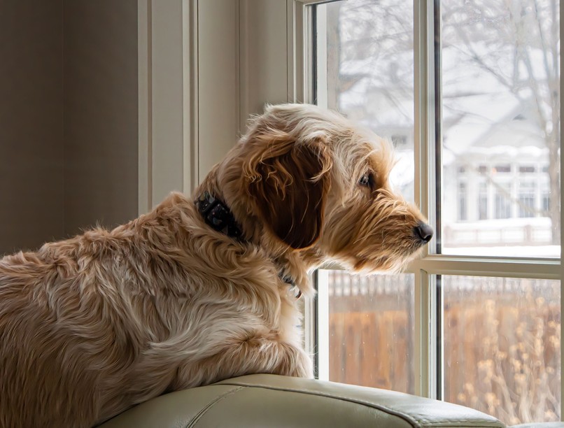 kutya gazda mikor érek haza jelek