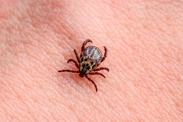 A Lyme-kór fázisai: hogyan fejlődik ki és mit tehet ellene?