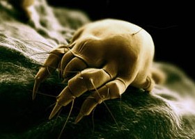 Légúti allergia (szénanátha, asztma): tünete, vizsgálata és kezelési lehetőségei