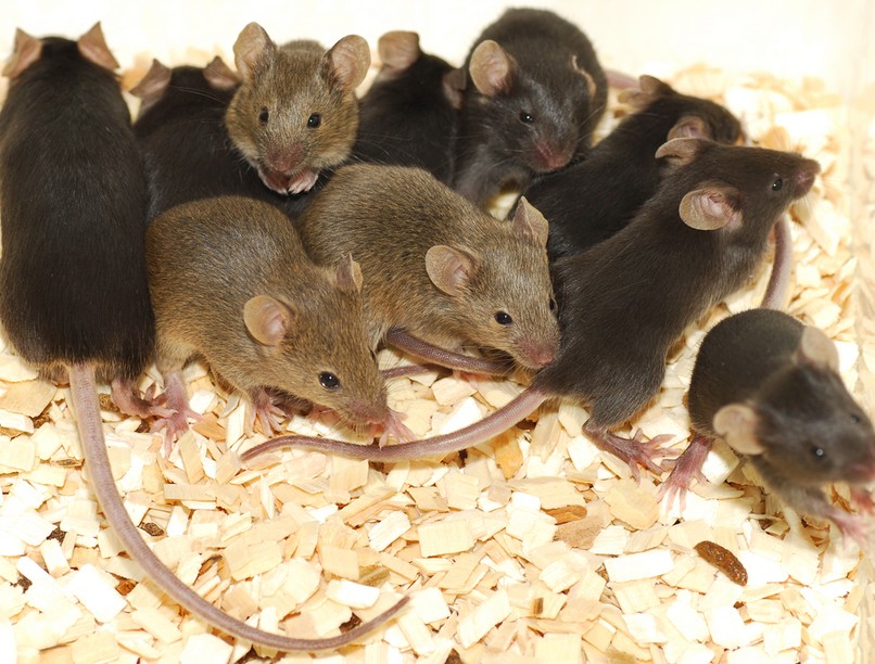 klón, klónozás, egér, kutatás, klónozott állat, Doramin