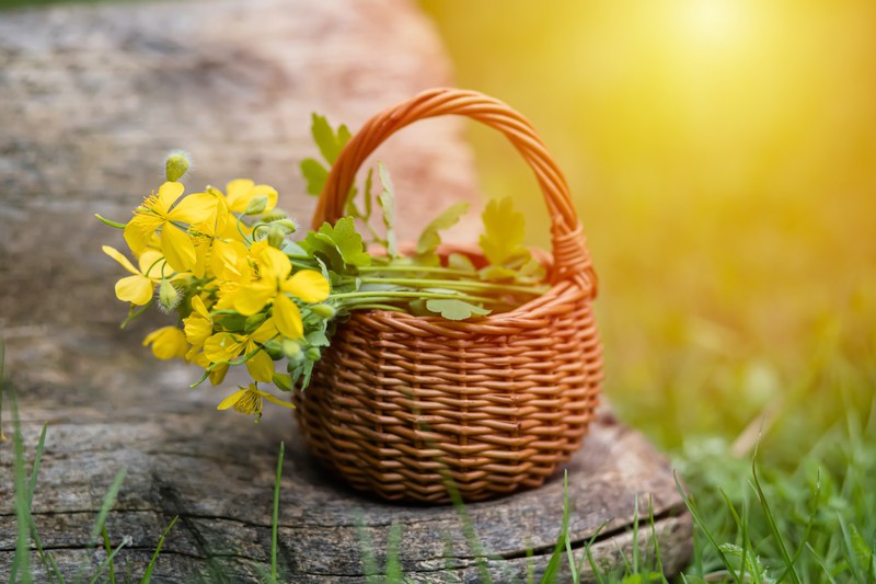 Sokan gyomnak nézik, pedig nagyon jó tyúkszem, szemölcs ellen - mostantól virágzik