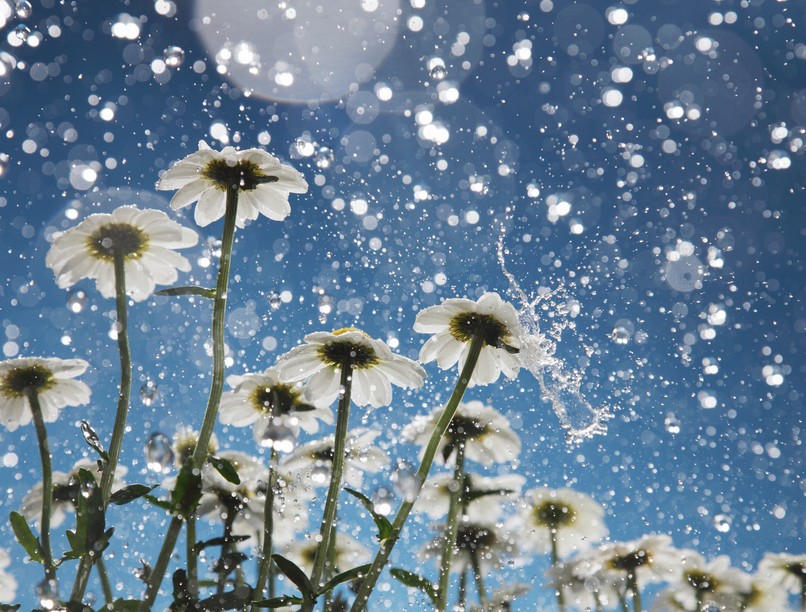 medárd napja, időjárás, eső, csapadék