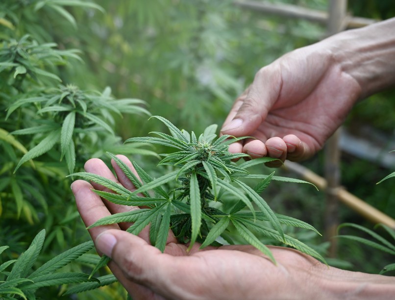 marihuána, szívbetegség, cbd, periférfiás érbetegség