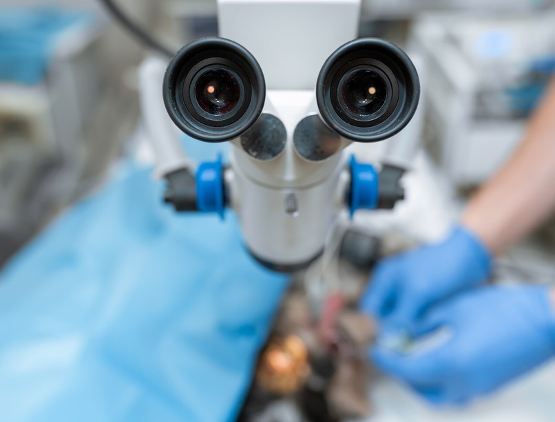 Lábszárból kivett ideg látás Semmelweis Egyetemen