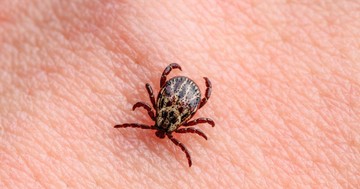 A Lyme-kór fázisai: hogyan fejlődik ki és mit tehet ellene? 