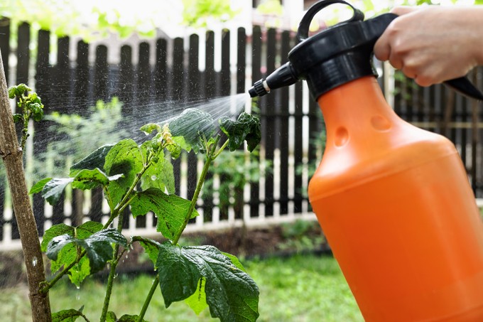 Parazita gombák is okozhatnak allergiát - egyes fajták szinte egész évben árthatnak az embernek című cikk nyitóképe