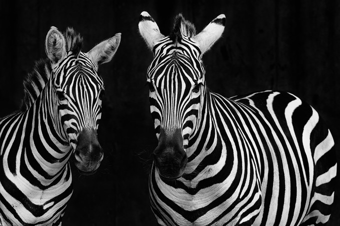 Demencia, elbutulás jele is lehet, ha a zebráról más jut az eszébe című cikk nyitóképe