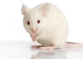 A ráncképződést gátolja az oxigén