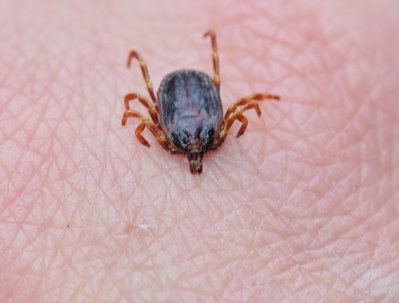 mi vonzza a kullancsokat kutatás vércsoport