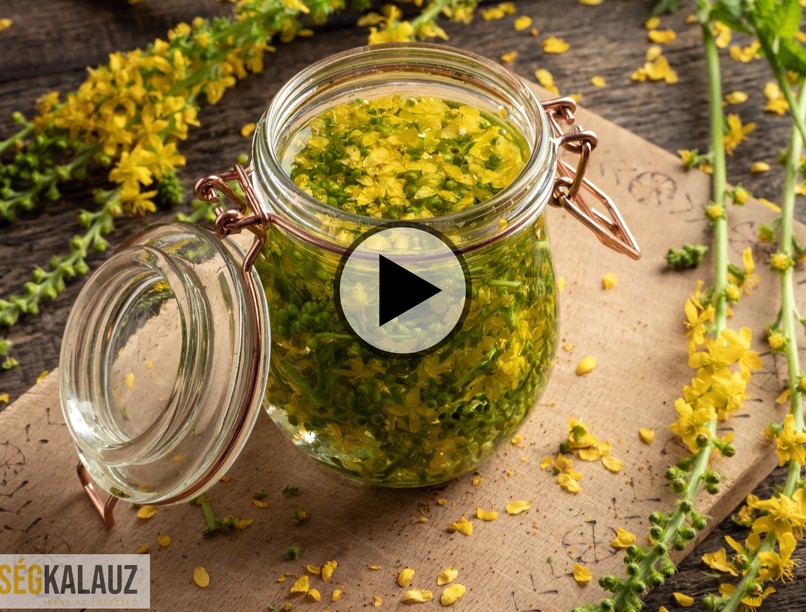 apróbojtorján, gyógynövény, hatása, gyűjtése