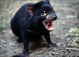 Tasmán ördöggel - a rák ellen?