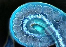 Hogyan gyógyíthat a bélféreg?