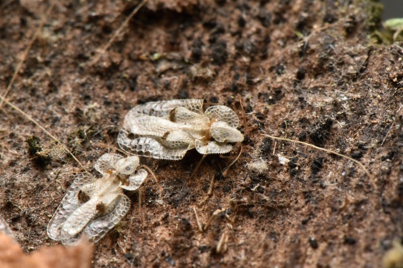 Csipkéspoloska csípés: ezért végez próbaszúrásokat a bőrünkön