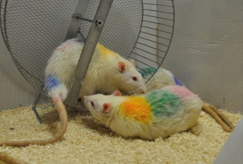 Mit tanulhatunk a rágcsálók társas viselkedéséből? Ezt találták a kutatók