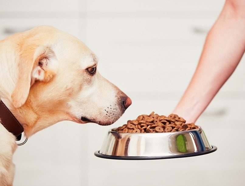 kutyatáp, étrend, kutya