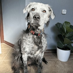 Egy vitiligós emberhez hasonlóan az állaton depigmentáció tapasztalható, ami akkor következik be, amikor a bőr elveszíti természetes pigmentjeit. A kép 2022. novemberben készült.