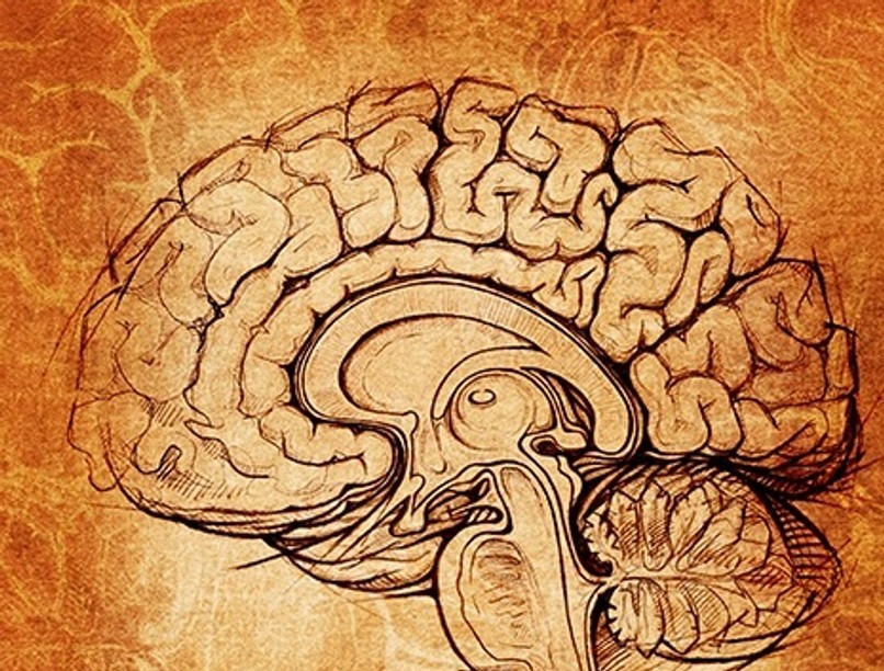 brain2_0
