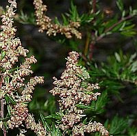 Öt hasznos tanács pollenszezon idejére
