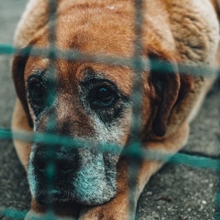 6 makacs tévhit az idősebb kutyák örökbefogadásáról – pedig gyakran ők a leghálásabb társak című cikk nyitóképe