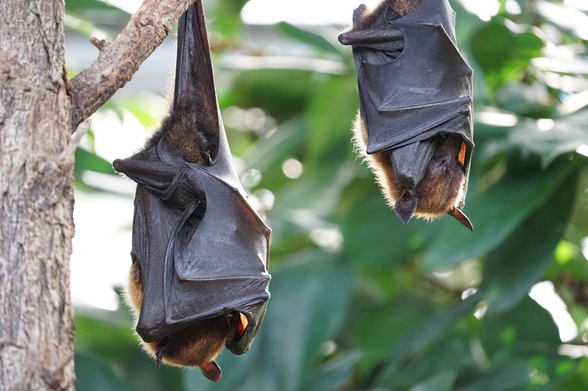 Gyümölcsevő emlősök okozták a Nipah-vírus negyedik kitörési hullámát az indiai Kerala államban.
