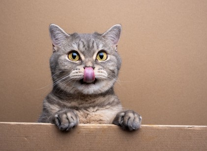 Miért nyáladzik a macskám? Ártalmatlan jel vagy komoly figyelmeztetés? című cikk nyitóképe